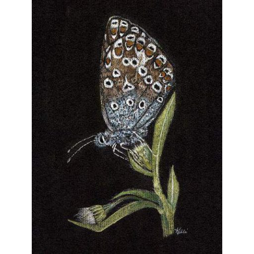 Derwent Black Book fekete lapos A3-as rajztömb